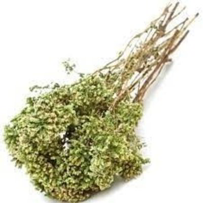 Origano siciliano (mazzo)
