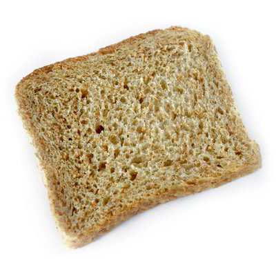 Bruschette con farina integrale