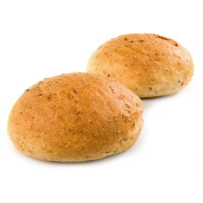 Panini di semola