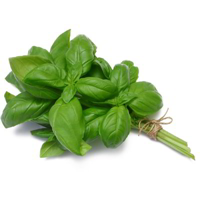 Basilico a mazzi
