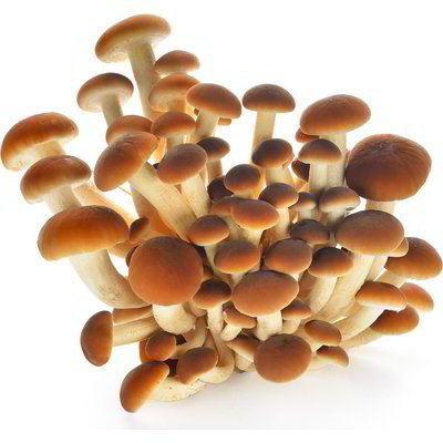 Funghi pioppini