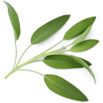 Salvia