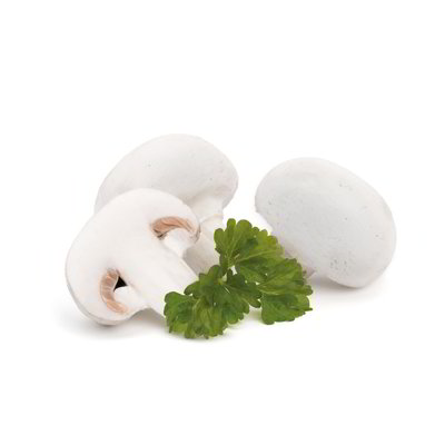 Funghi champignon
