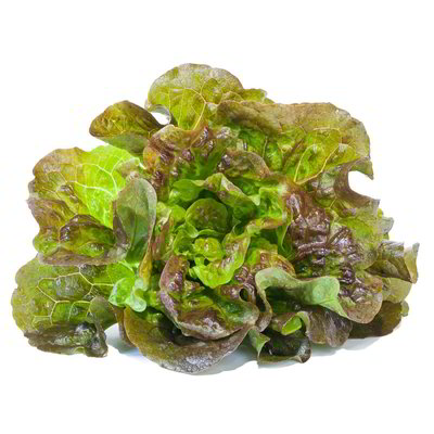 Insalata canasta