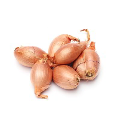Scalogno