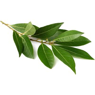 Alloro