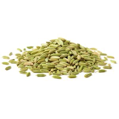 Semi di finocchio