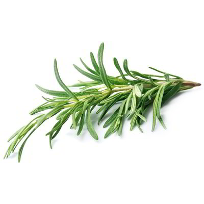 Rosmarino