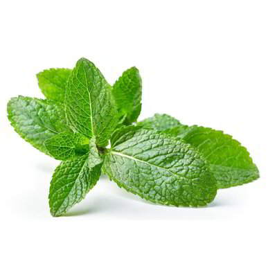 Menta