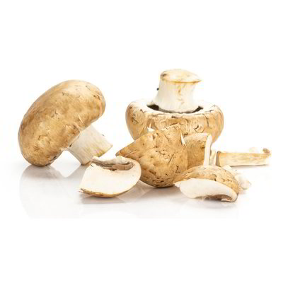 Funghi champignon crema