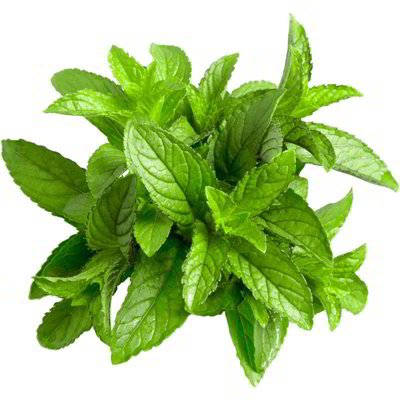 Mentuccia