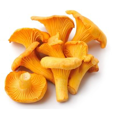 Funghi finferli