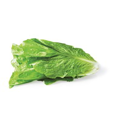 Lattuga romana