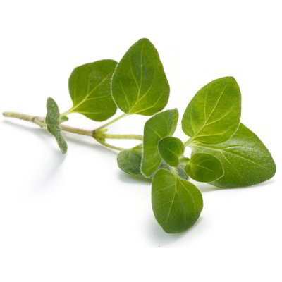 Origano