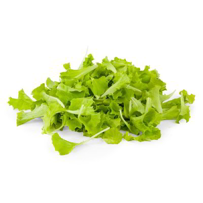 Insalata lattughino