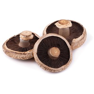 Funghi portobello