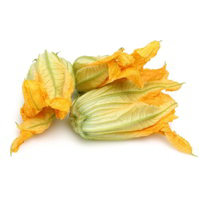 Fiori di zucchina