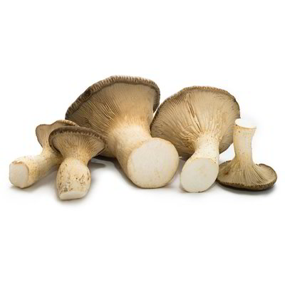 Funghi cardoncelli