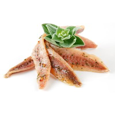 Filetti di alici marinate