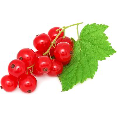 Ribes
