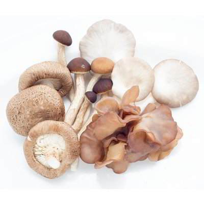 Funghi poker
