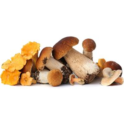 Funghi fantasia