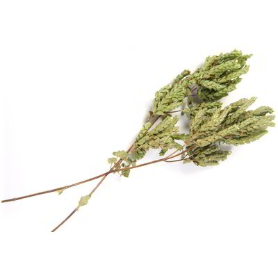 Origano secco rametto