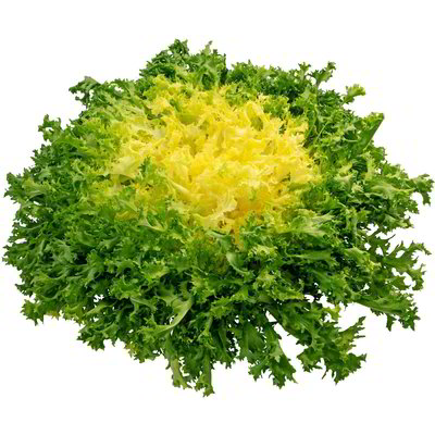 Insalata scarola