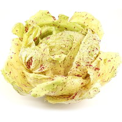Radicchio di Castelfranco IGP
