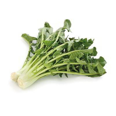 Catalogna spigata