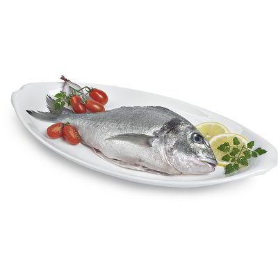 ORATA EVISCERATA 600-1000g