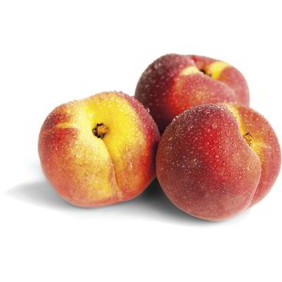 Pesche gialle