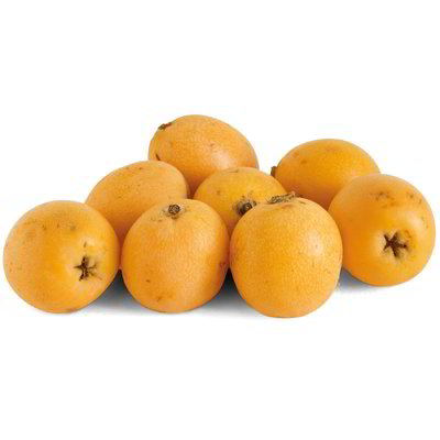 Nespole