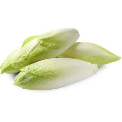 Indivia belga