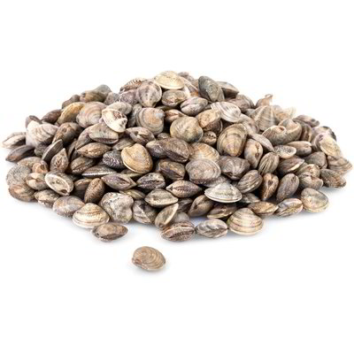 Vongole