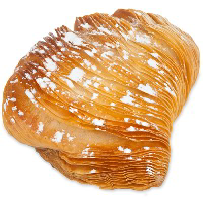 Sfogliatella napoletana