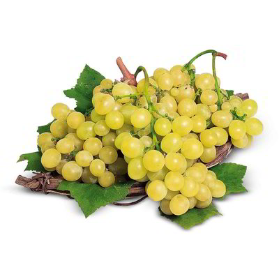 Uva bianca Italia
