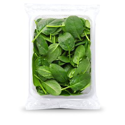 Spinacino