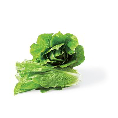 Lattuga romana