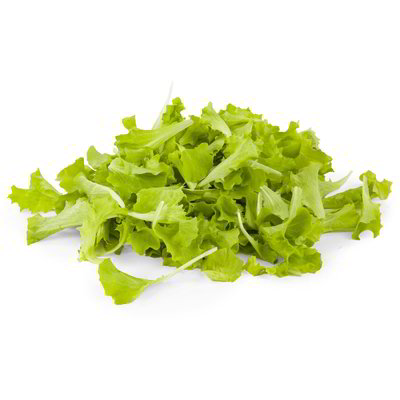 Lattughino