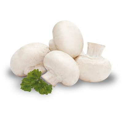 Funghi champignon