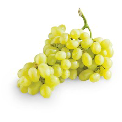 Uva bianca