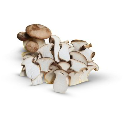 Funghi porcini