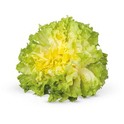 Insalata scarola 2 pezzi
