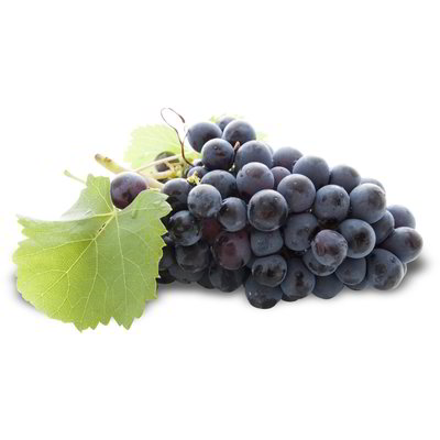 Uva nera senza semi
