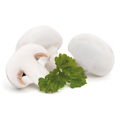 Funghi champignon