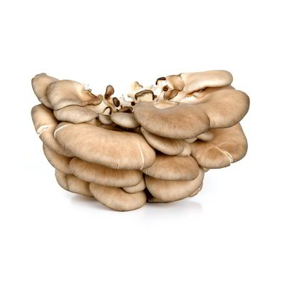 Funghi pleurotus
