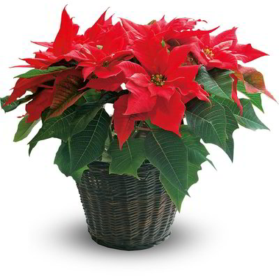 Stella di Natale vaso 23 cm